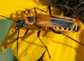 Goldenrod Soldier Beetle Goldenrod Soldier Beetle